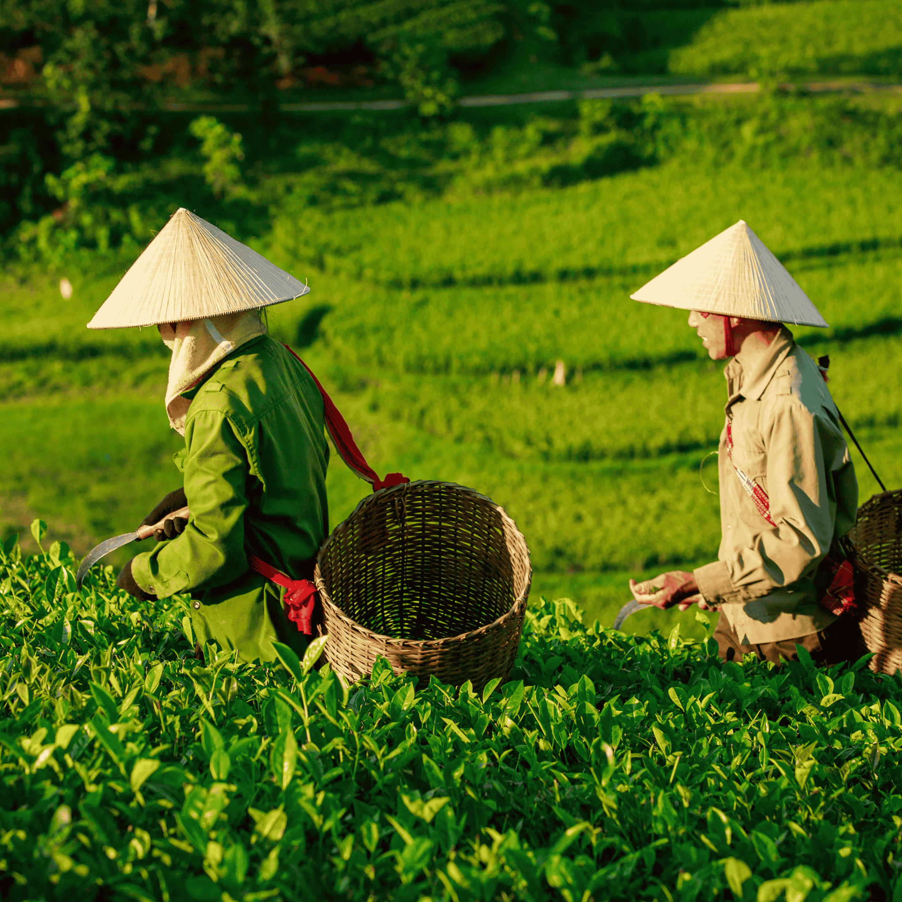 Đồng Hành